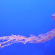 Illustration for article titled Jellyfish Falls Short Of Dream To Kill Diana Nyad